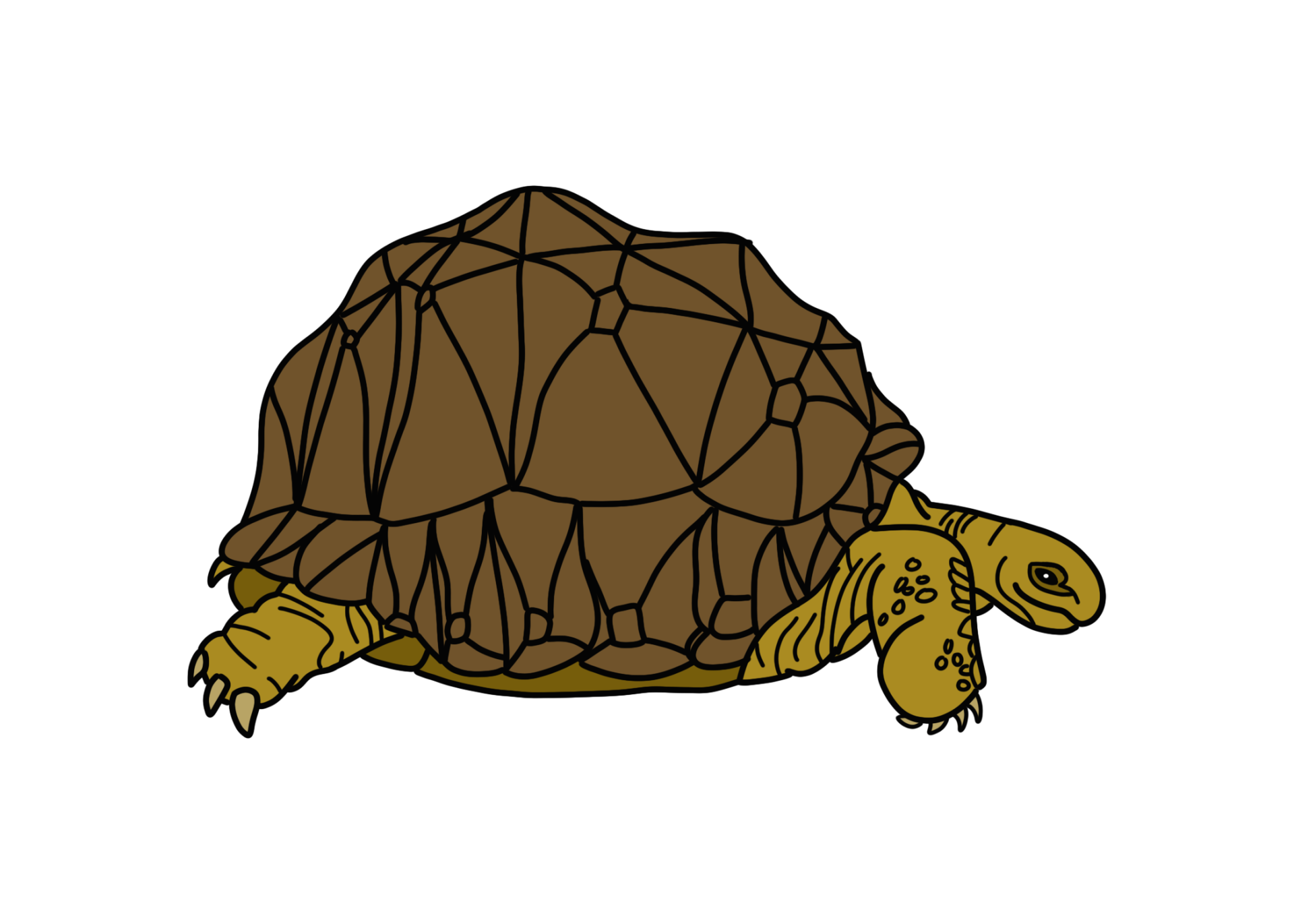 Turtle illustration by mason miller
