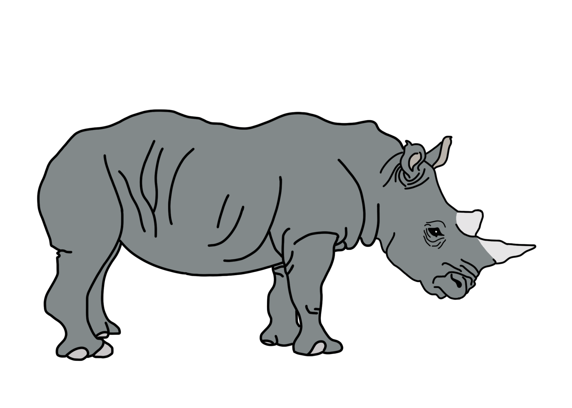 Rhino illustration by Mason Miller