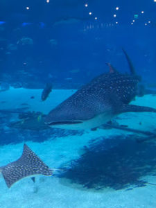 Whale shark and stingray