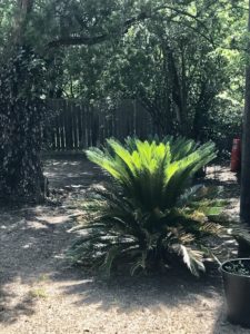 The 20-year-old Sago Palm, which I worked hard to cover this past winter, has enjoyed a spurt in growth of its prickly fronds from the nitrogen-giving snow of January and February.