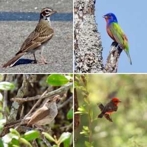 a photo collage of four birds.