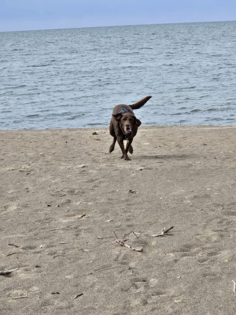 Jake Barnes, River Dog running along the shore facing the camera with the ocean in the background.