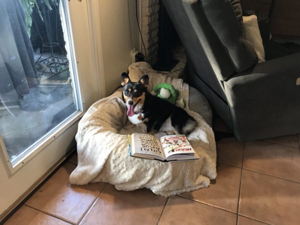 puppy in dog bed by window with a book propped open in front of her