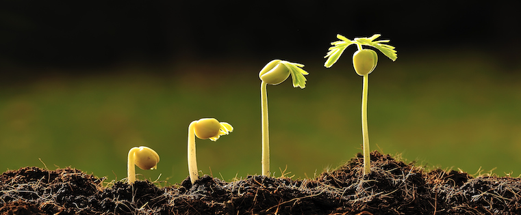 a seedling emerges from the soil