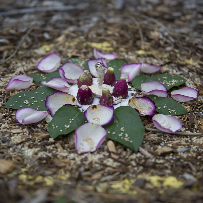 flower petals and natural elements arranged in a circular pattern
