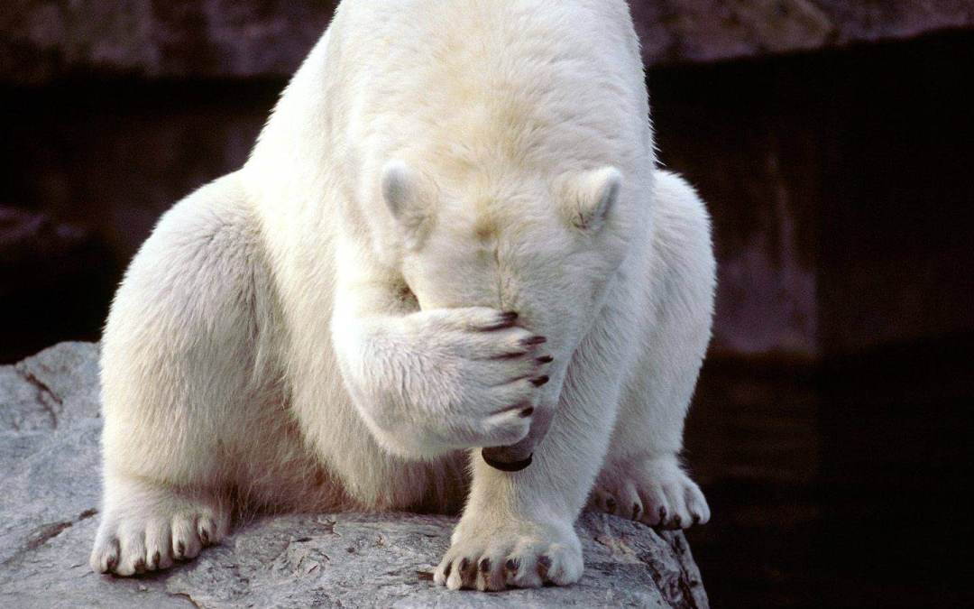 photo of polar bear holding paw over its face as if it's embarrassed
