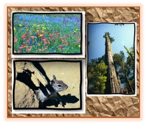 A collage of three of Cindy’s nature photos