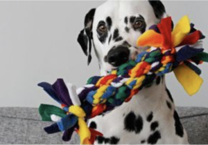 photo of Dalmatian gripping dog toy in mouth